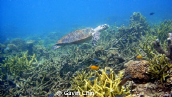 taken at TARP sabah. turtle swimming around by Gavin Chin 
